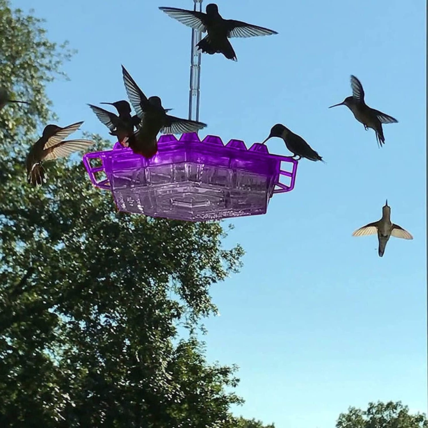 Ameisen -Proof -Kolibri -Feeder im Freien Hanges Barsch 0