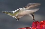 Ameisen -Proof -Kolibri -Feeder im Freien Hanges Barsch 3