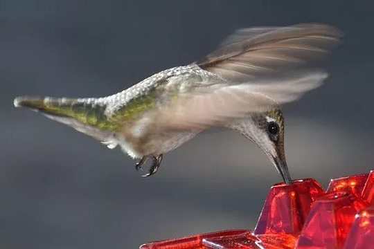 Ameisen -Proof -Kolibri -Feeder im Freien Hanges Barsch 3