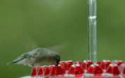 Ameisen -Proof -Kolibri -Feeder im Freien Hanges Barsch 6