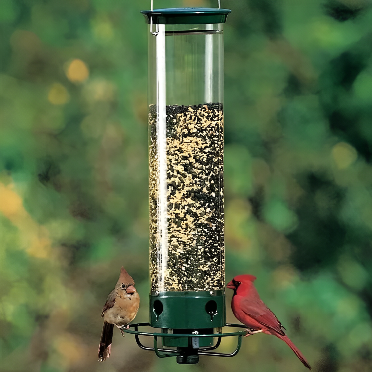 Eichhörnchen-vorgeschützter Vogelhäuschen 0