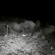 Nachtsicht im Freien Wildlife Tierkamera 3